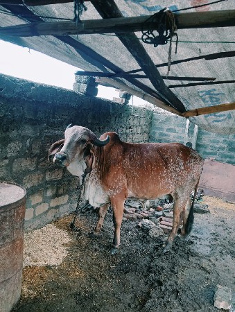 ગીર ગાય આપવાની છે
