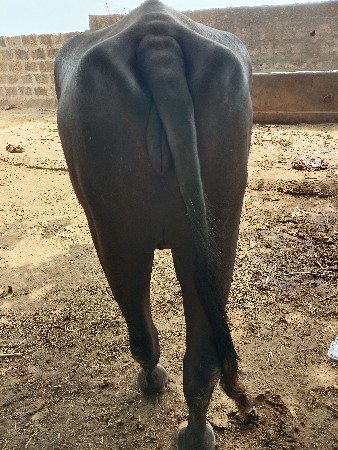 ખડેલીવેસવાનીસે