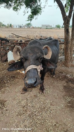 ભેંસ વેચવાની છે.