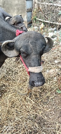 એક 1 મહિનાની કાચી ને બીજી દોઢ