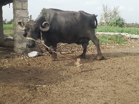 ભેંસ વેચવાની છે