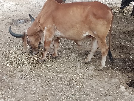 બડધગોઠલા