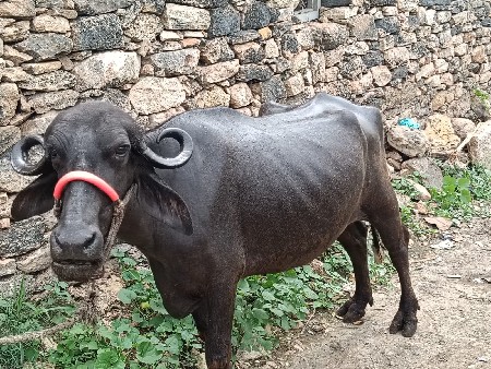 ખડેલુ વેચવાનુ છે