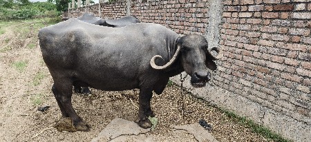 2 ભેંસ વેચવાની છે