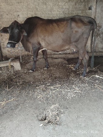આ બે ગાયુ વેચવાની છે