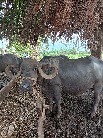 ભેંસ વેચવાની છે