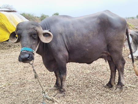 ખડેલી વેચવા ની શે