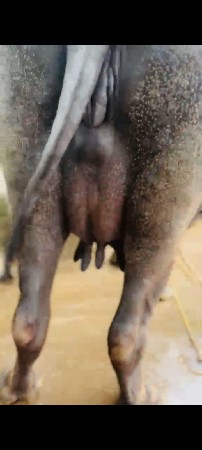 ભેંસ વેચવાની છે