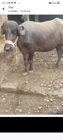 , ભેંસ વેચવાની છે