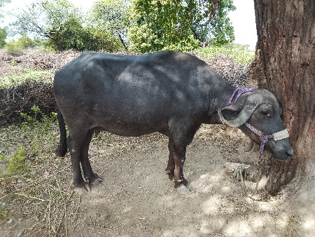 ભેંસ વેચવાની છે