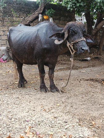 પેલું વેતર