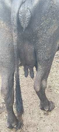 3વેતર વ્યાસે