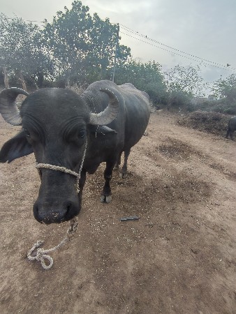 ભેંસ વેચવા ની છે