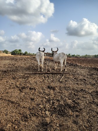 બળદ વેચવાના છે