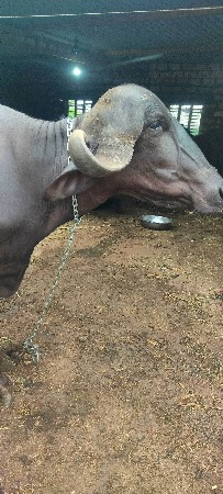 ખડેલી વેશવાની છે
