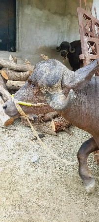 ૩ વર્ષ ની ચે