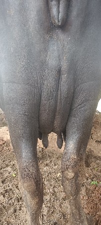 ભેંસ વેચવાની છે