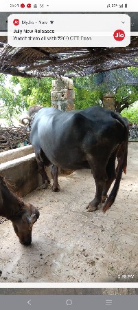 વેસવાની
