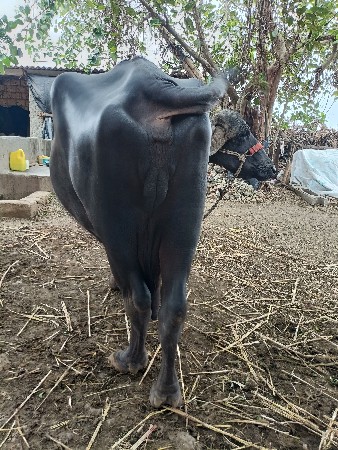 વેતર ૩ વિયાસે