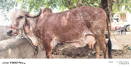 ગીર ગાય