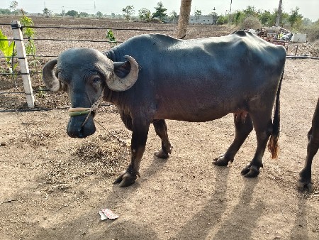 ભેંસ વેચવાની છે