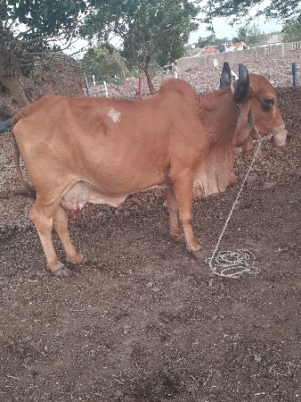 ગાય વેચવાની છે