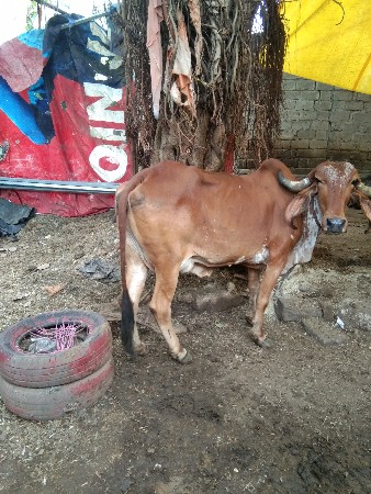 વેચવાની છે