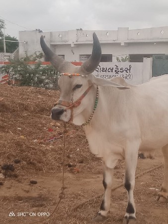 શિવ જાહેર