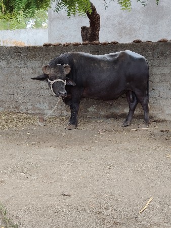 પાડો વેંચવાનો છે