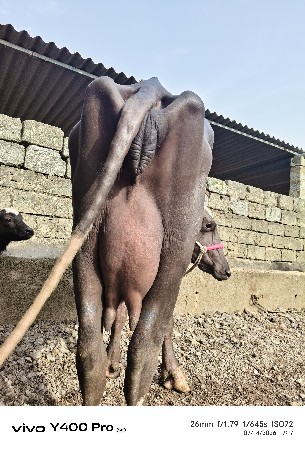 ભગર ખડેલી વેચવાની છે