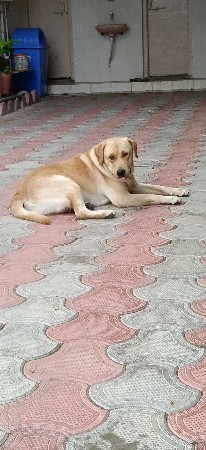 લેબરા