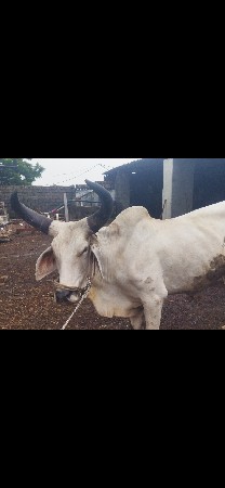 બીજી વાવણી કરેલ