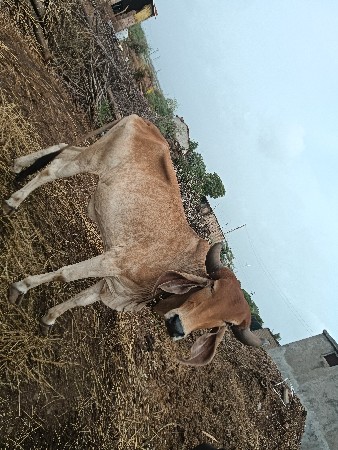 બળદ વેચવાના છે