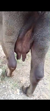 ખળેલી વેચવાની છે