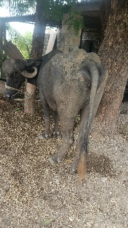 ખડેલો વેચવાનો છે સાટા પણ કરશો