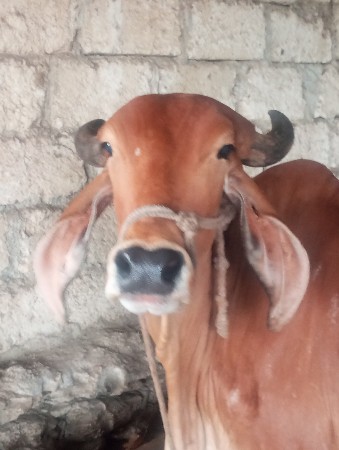 પેલા વેતર ની હોડકી વેચવાની છે