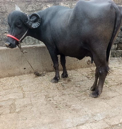 ખડૅલી વૅચવાની છૅ