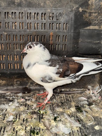 કબુતર વેચવાના છે ભાઈ