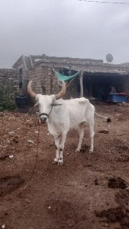 બળદ વેચવાના છે