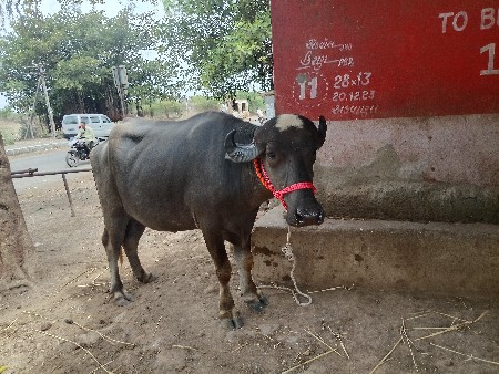 પેલું વેતર