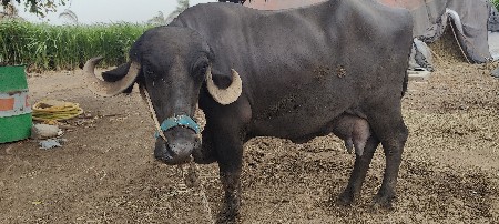 6 દિવસ ની કાચી