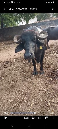 બે ભેંસો વેચવાની છે...