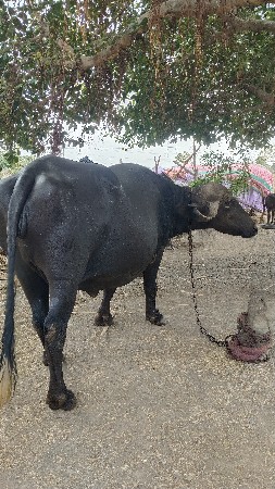 2 વેતર ની સાવ સોજી ભ ભેસ