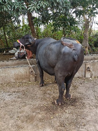 ભેંસ વેચવાની છે