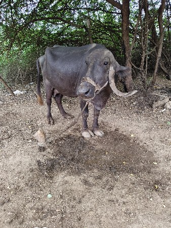ભેસ વેચવાની છે