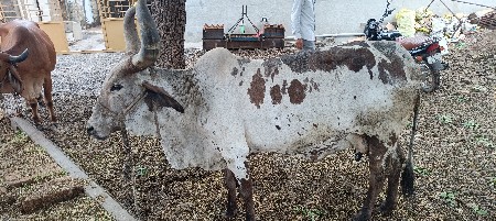 ગાય