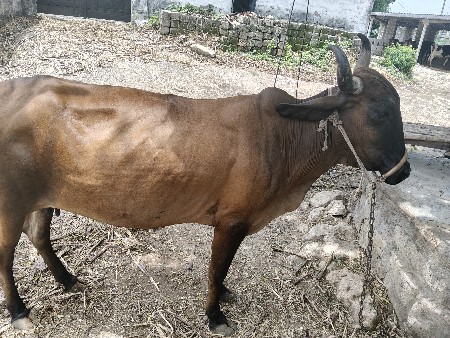 ગાય વેસવાની સે