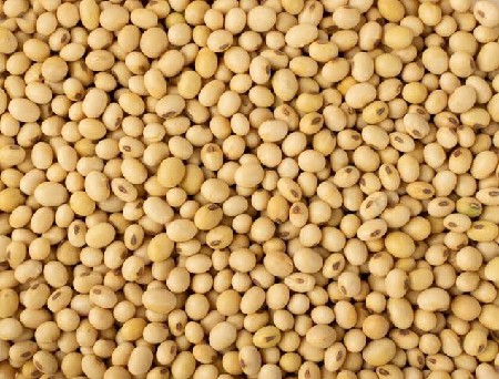 2.5 ( અઢી ) મણ સોયાબીન બિયારણ