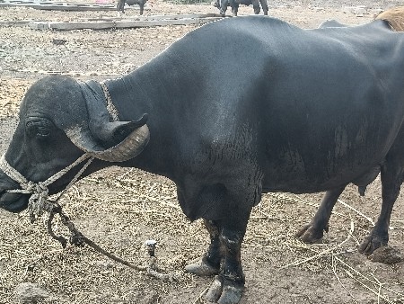 વેચવાની છે