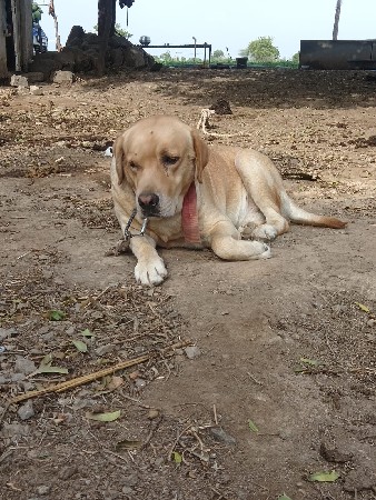 કુતરો વેચવાનો છે